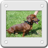 Achille
